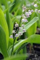 Convallaria majalis „Rosea”