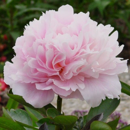 Paeonia „Dinner Plate”