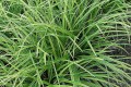 Carex morrowii „Ice Dance”