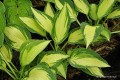 Hosta „Moonstruck”