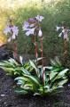 Hosta "Rainbow's End"