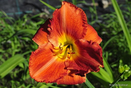 Hemerocallis „Orzeł”