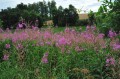 Epilobium angustifolium  w krajobrazie