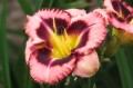 Hemerocallis "Big City Eye"