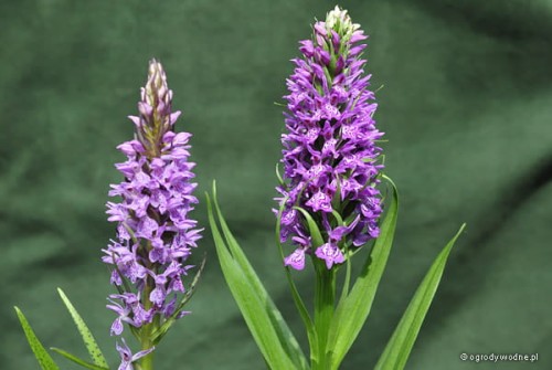 Dactylorhiza praetermissa (po lewej) i Dactylorhiza Foliorella (po prawej)