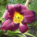 Hemerocallis "Cichociemny" fot. KG