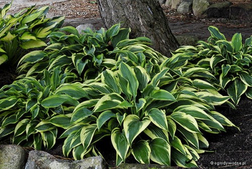 Hosta „Bobcat”