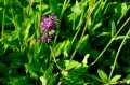 Stachys officinalis