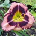 Hemerocallis "Big City Eye" fot. KG