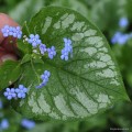 Brunnera macrophylla „Emerald Mist” - liść i kwiat