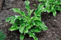 Hosta "Let's Twist Again"