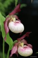 Cypripedium „Gisela”