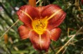 Hemerocallis „Bogumił”