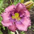 Hemerocallis "Lavender Blue Baby" fot. KG