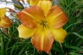 Hemerocallis „EveryDaylily Punch Yellow”