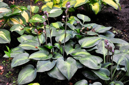Hosta "Grand Marquee"