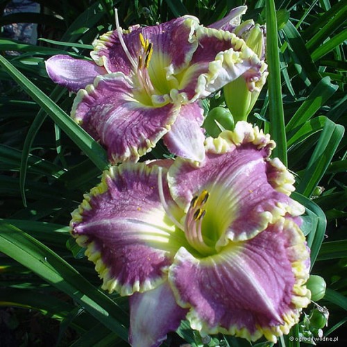 Hemerocallis „Bestseller”