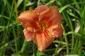 Hemerocallis „South Seas”