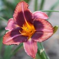 Hemerocallis „Mask of Time” fot. JH