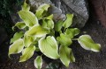 Hosta ''Sweetie''