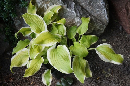 Hosta ''Sweetie''