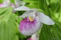 Cypripedium reginae