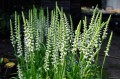 Spiranthes cernua "Chadd's Ford"