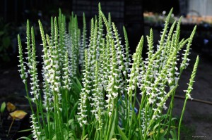 Spiranthes cernua "Chadds Ford" - kręczynka