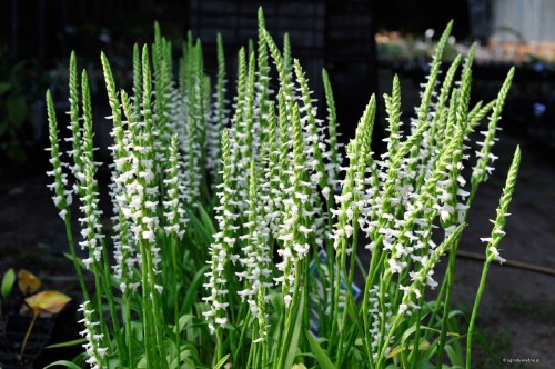 Spiranthes cernua "Chadd's Ford"
