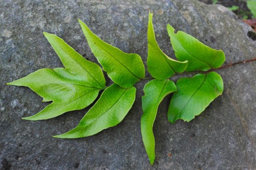 Cyrtomium macrophyllum - liść