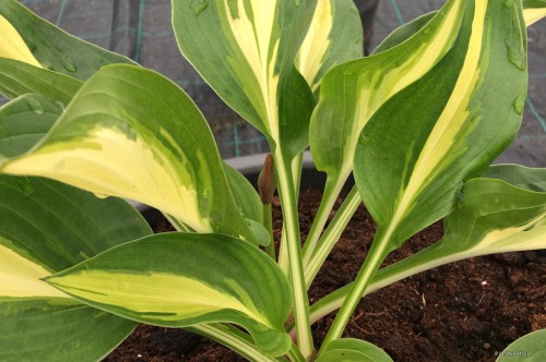 Hosta „Broad Street”