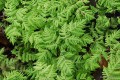 Gymnocarpium dryopteris „Plumosum”