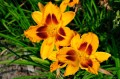 Hemerocallis „Radiant Greetings”