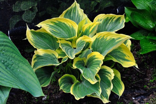 Hosta "Liberty"