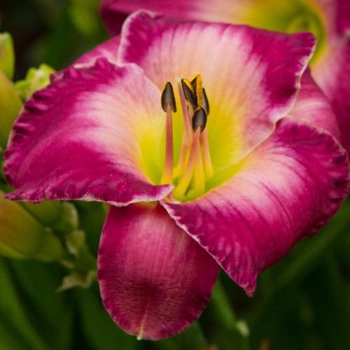 Hemerocallis „Moroccan Sunrise”