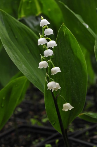 Convallaria majalis „Ośno”