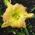 Hemerocallis „Matt” fot. KG