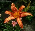 Hemerocallis „Margaret Perry” fot. KG