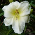 Hemerocallis „Joan Senior” fot. KG