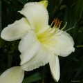 Hemerocallis „Joan Senior” fot. KG