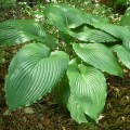 Hosta „Niagara Falls”