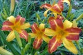 Hemerocallis "Frans Hals" fot. KG