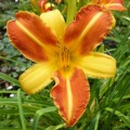 Hemerocallis "Frans Hals" fot. KG