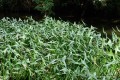 Sagittaria sagittifolia