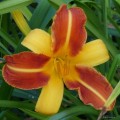 Hemerocallis "Frans Hals" fot. KG