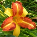 Hemerocallis "Frans Hals" fot. KG