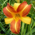 Hemerocallis "Frans Hals" fot. KG
