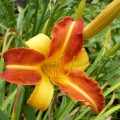 Hemerocallis "Frans Hals" fot. KG