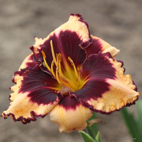 Hemerocallis "Sabine Baur"
