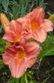 Hemerocallis „South Seas” fot. KG